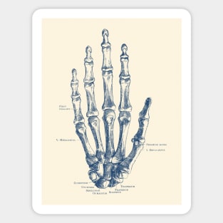 Hand Skeletal Diagram - Vintage Anatomy Poster Sticker